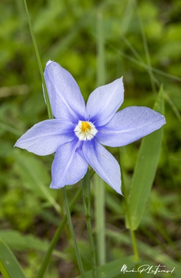 Celestial Lily March 2020